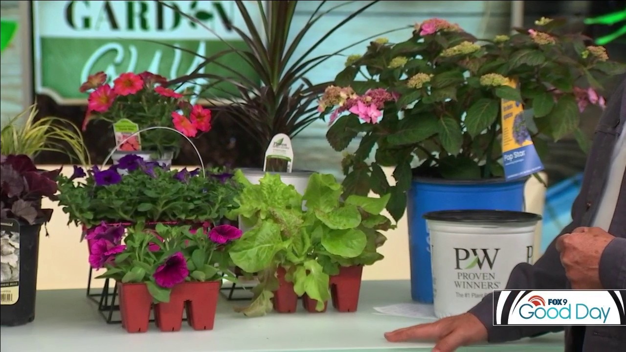 Expensive vs. Cheap Plants