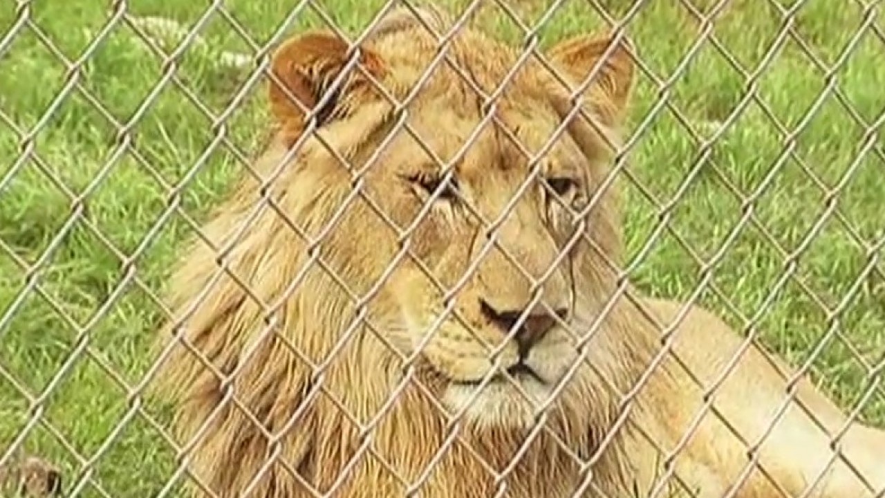 New additions to Austin Zoo