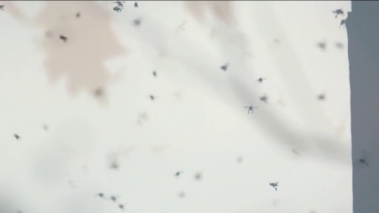2 cases of dengue fever reported in Orange County