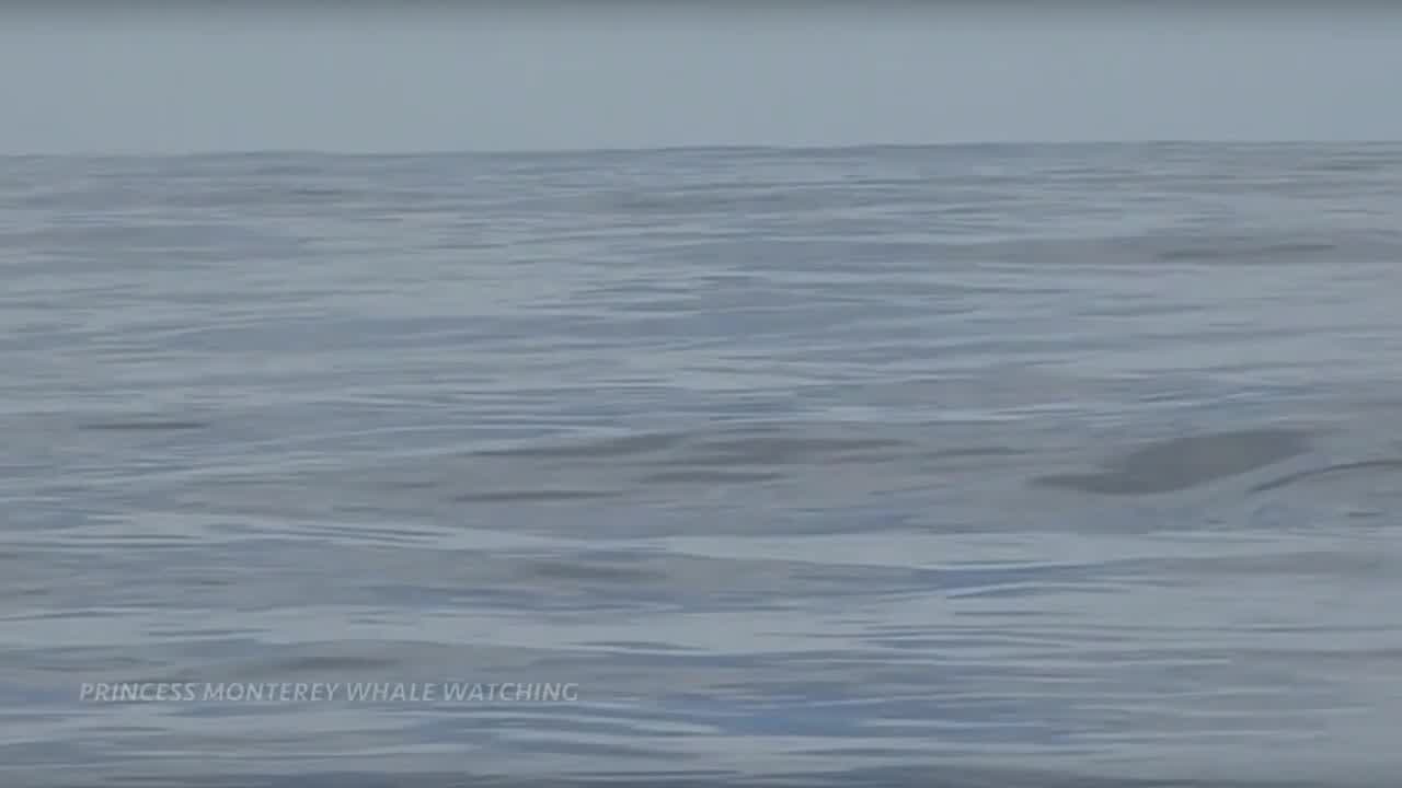 Orcas put on show in Monterey Bay