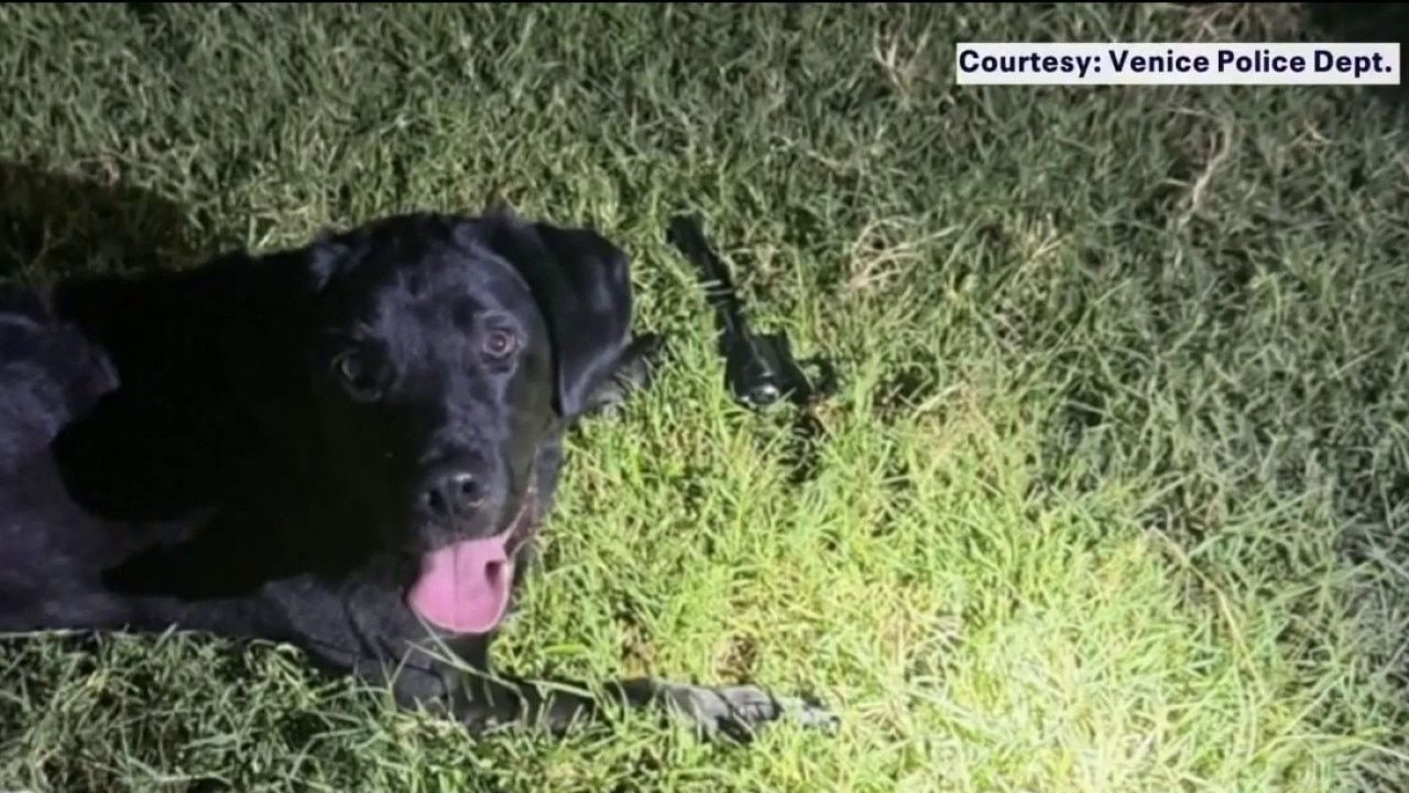 Venice K9 finds gun in home invasion