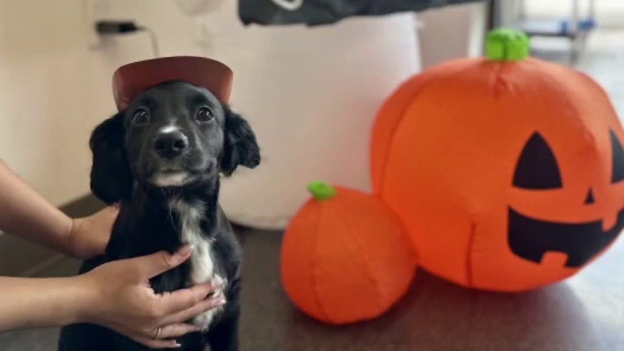 Emancipet gives tips to keep your pets safe this Halloween