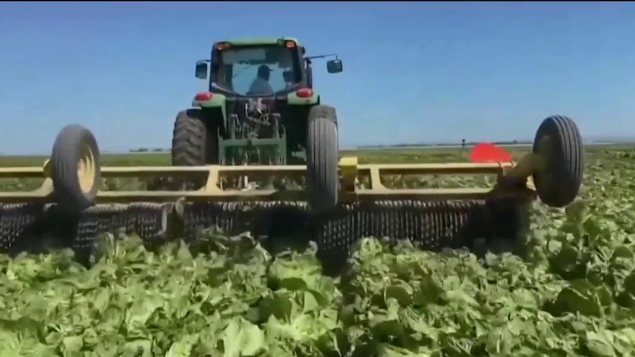 Cyclospora outbreak: 18,000 cases