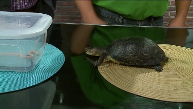 Get up close and personal with some cold-blooded critters, but where?