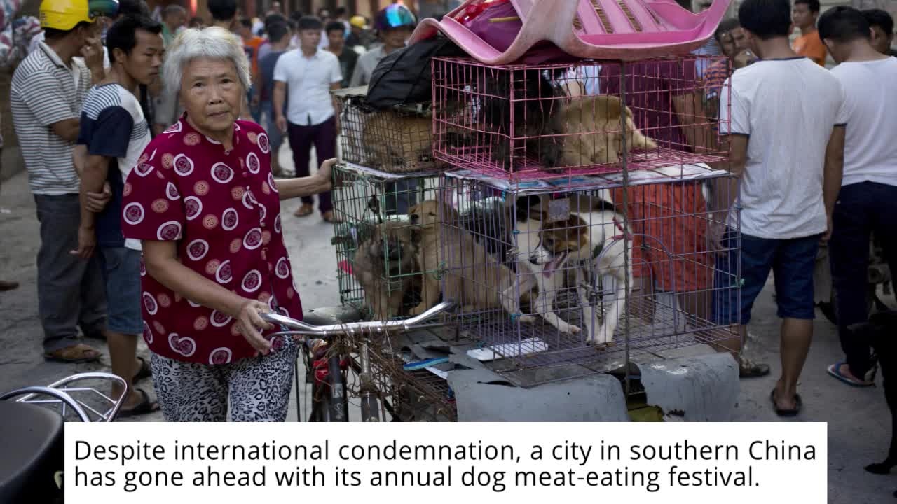 Dog meat eating festival in China