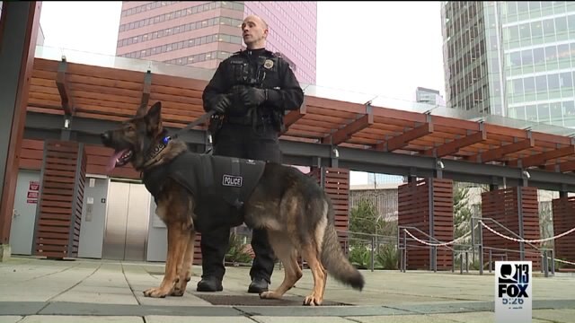 K9 protective gear