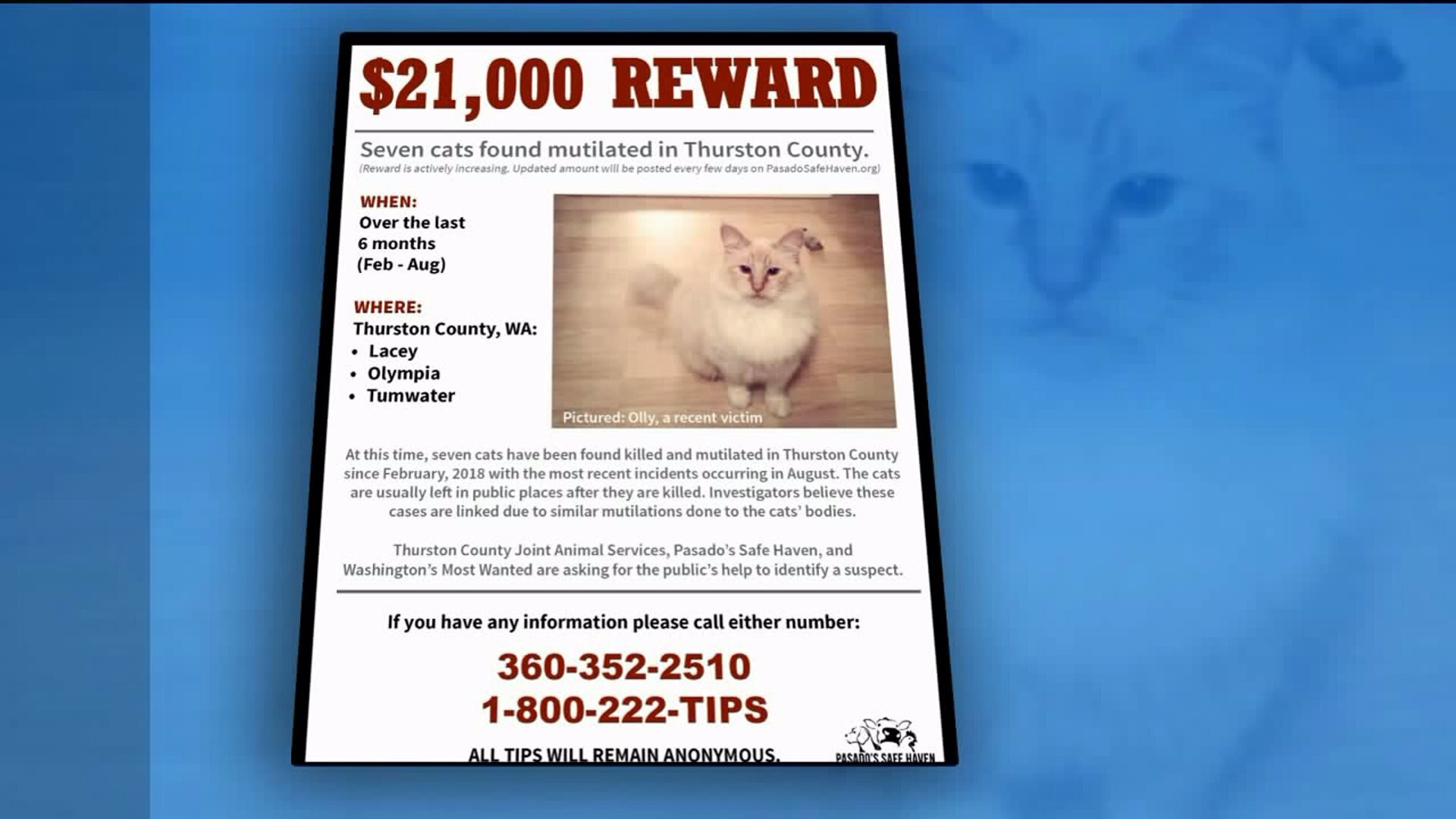 Cat found in Lacey may be linked to other mutilations