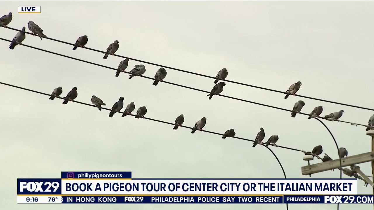 Pigeon Lovers Unite For Walking Tours