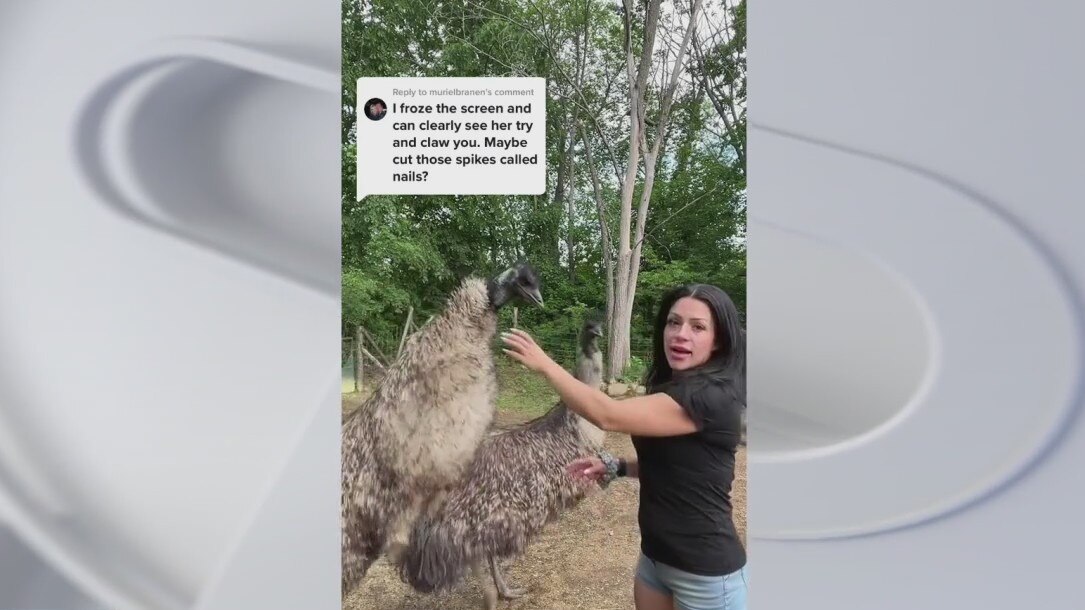 Wild Wednesday - Karen the Emu