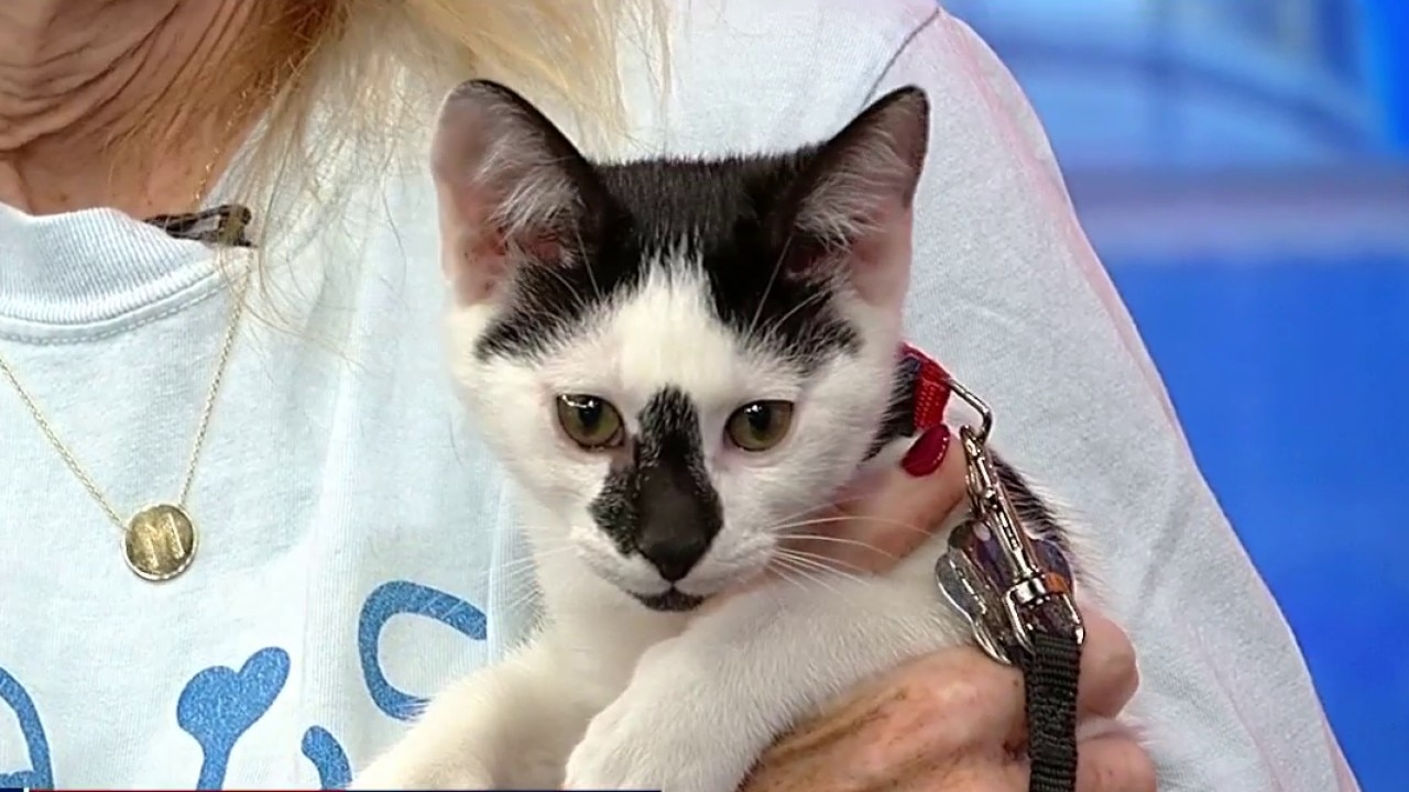 Pet of the day: Muscle Man
