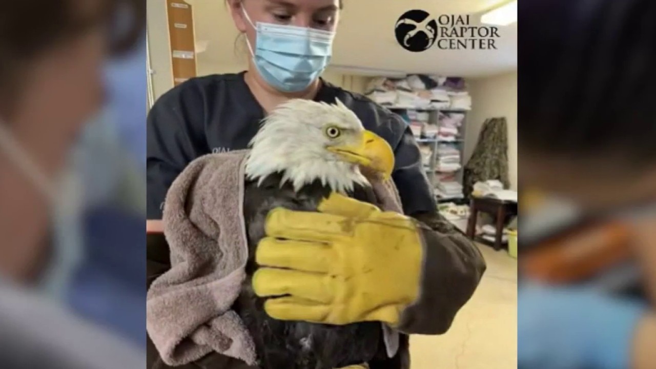 Big Bear bald eagle Jackie dies