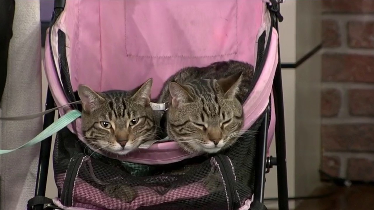 Pets of the Week: Illumi & Aizen