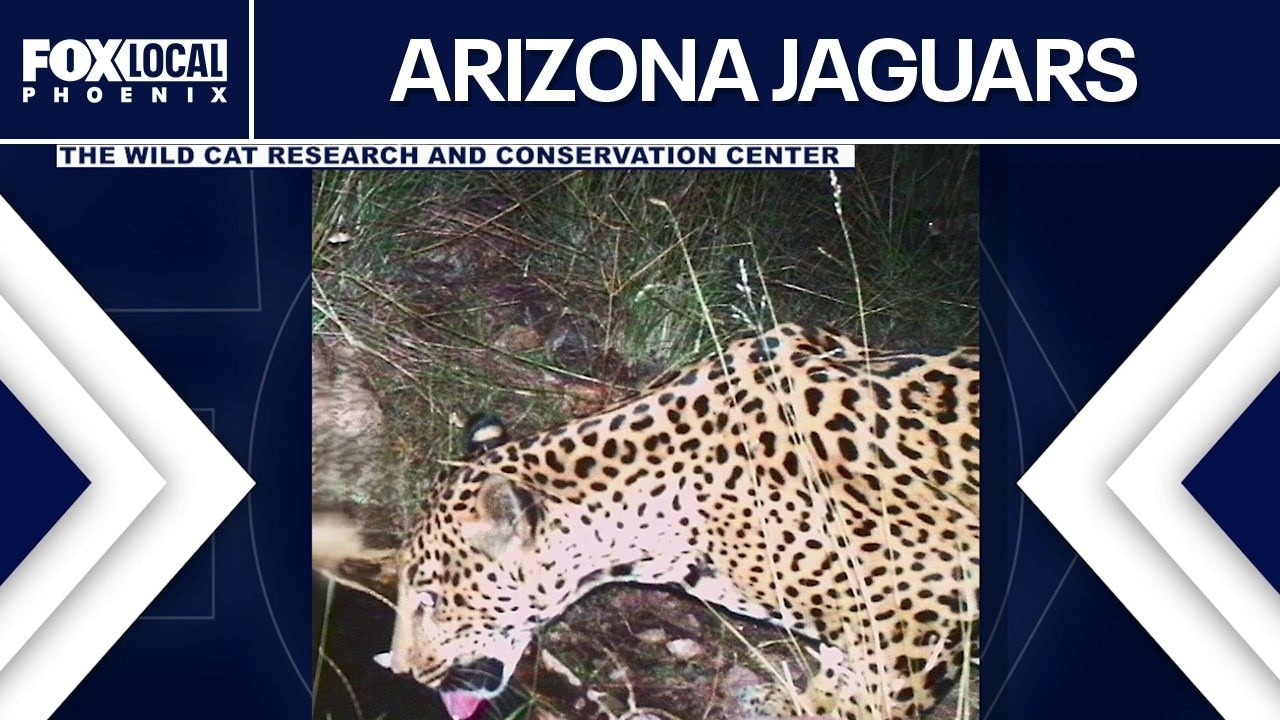 Tracking endangered jaguars in southern Arizona