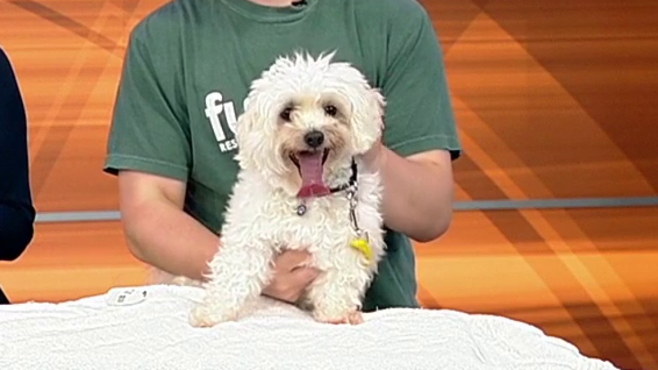 Pet of the day: Rio