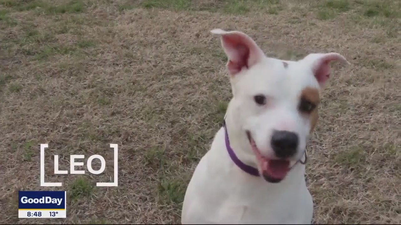 Pet of the Day: Leo