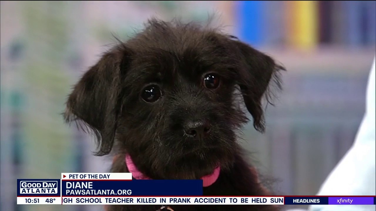 Pet of the day: Diane