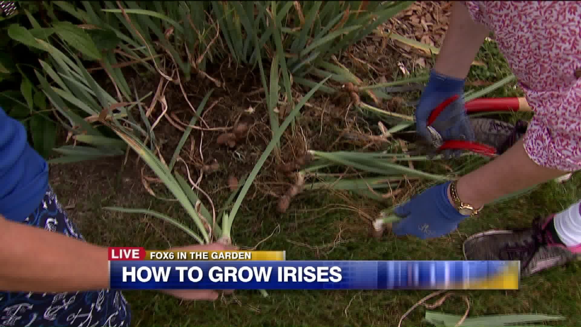 How to grow irises