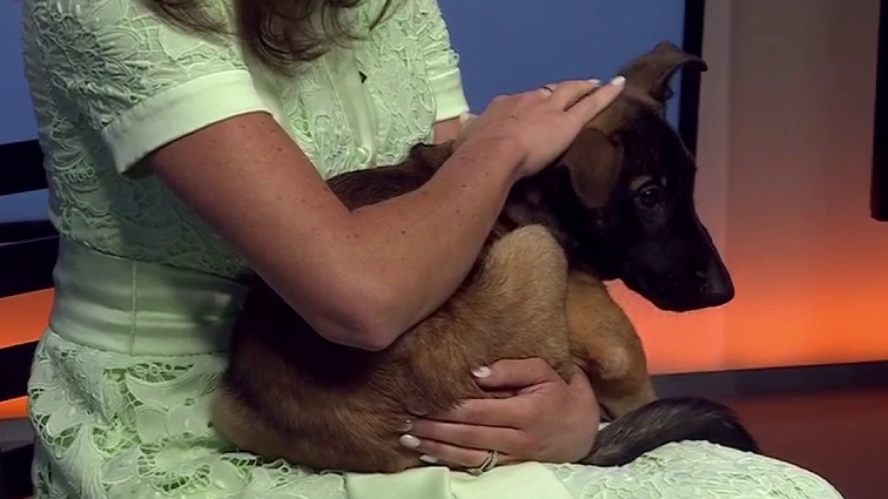 Zorro at Austin Pets Alive!