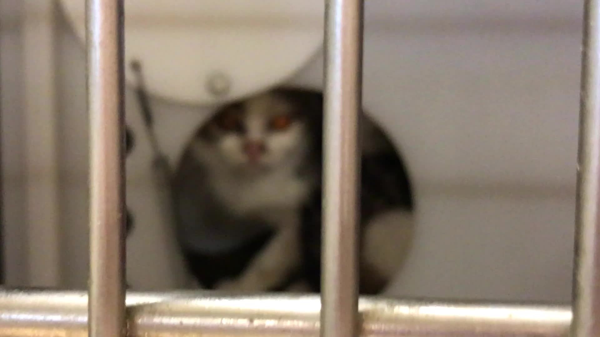Cat recovered from Oconto County house
