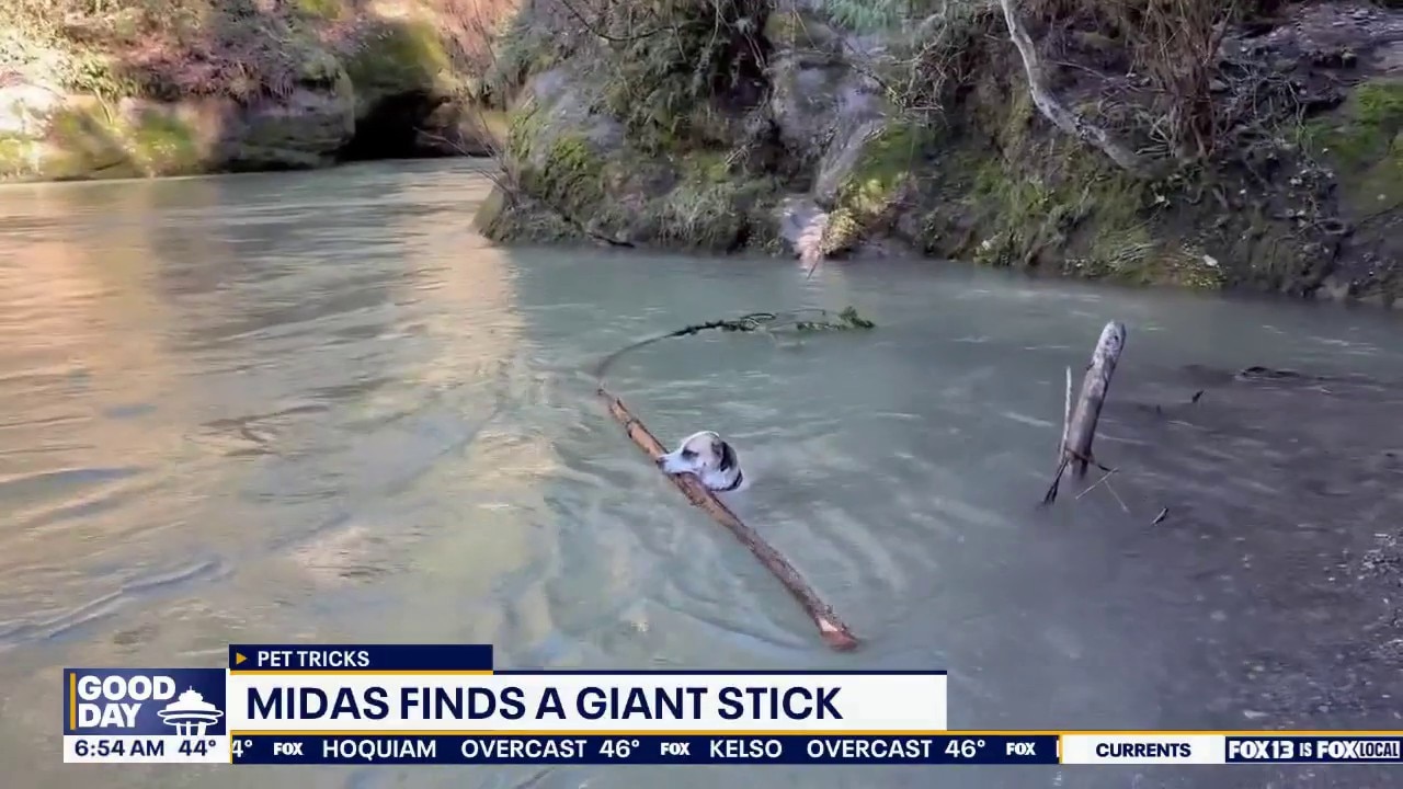 Pet Tricks for Tuesday, March 14