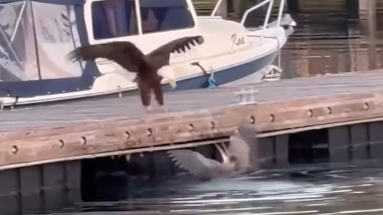 WATCH: Blue heron fights bald eagle at WA marina
