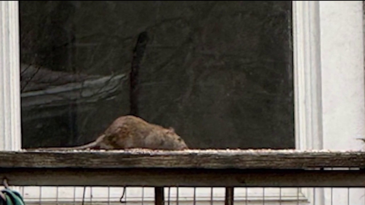 Rat problem growing in Bensenville as neighbors demand help
