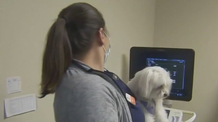 Paws & precautions: Navigating fall vet visits with expert insights