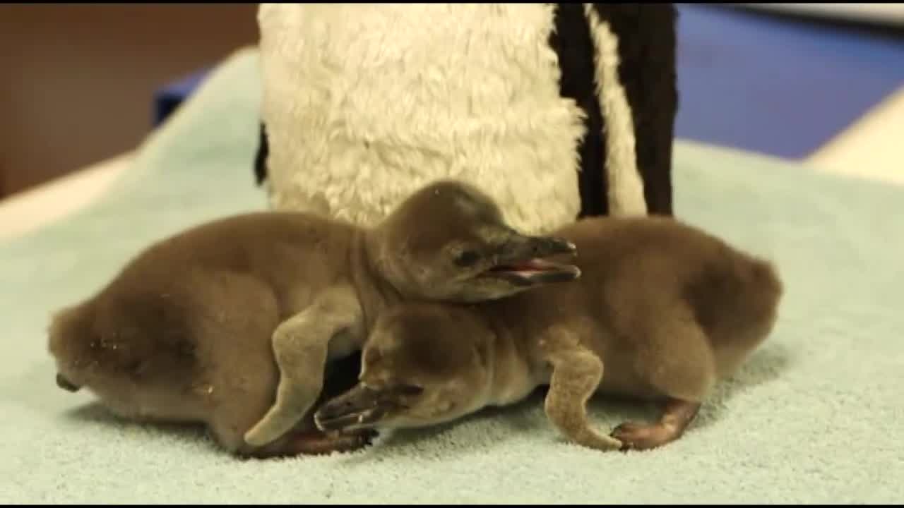 Adorable fuzzy baby penguins at London Zoo