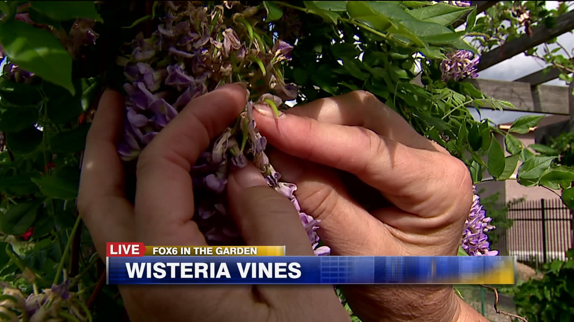 Wisteria vines