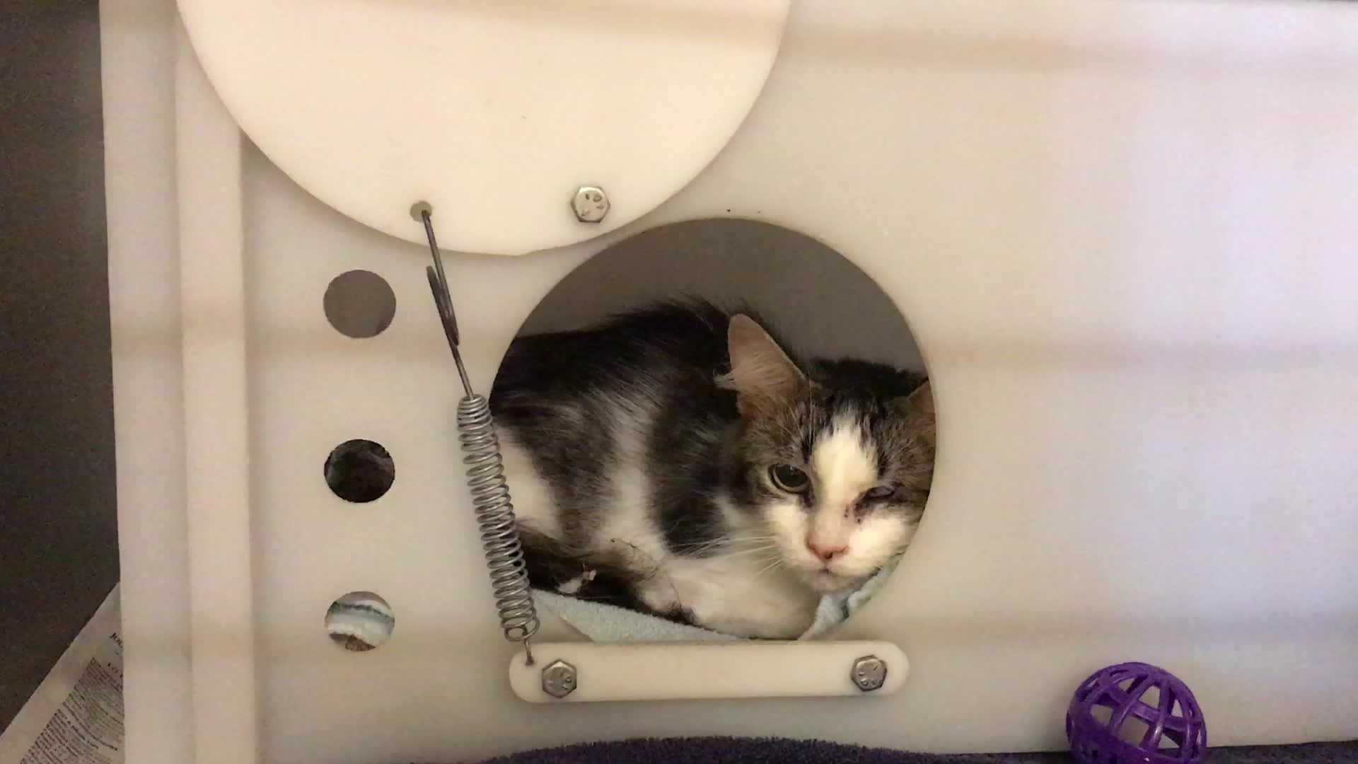 Cat recovered from Oconto County house