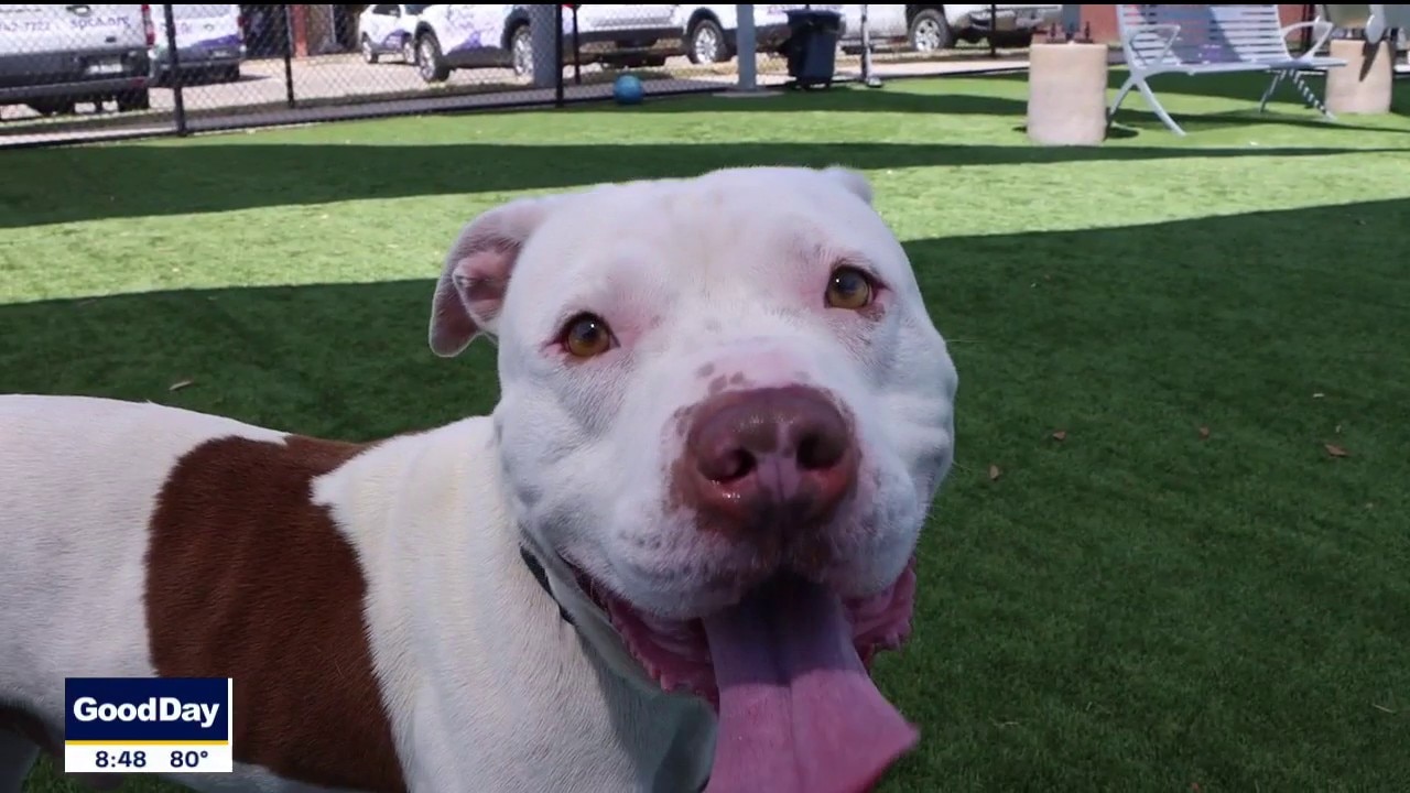 Dog of the Day: Buddy