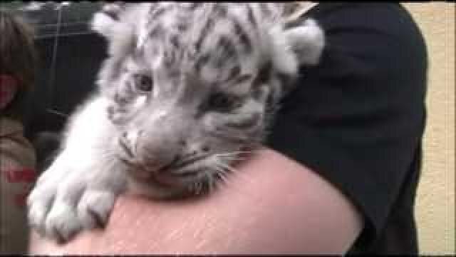 White tiger quintuplets make debut at Austria zoo