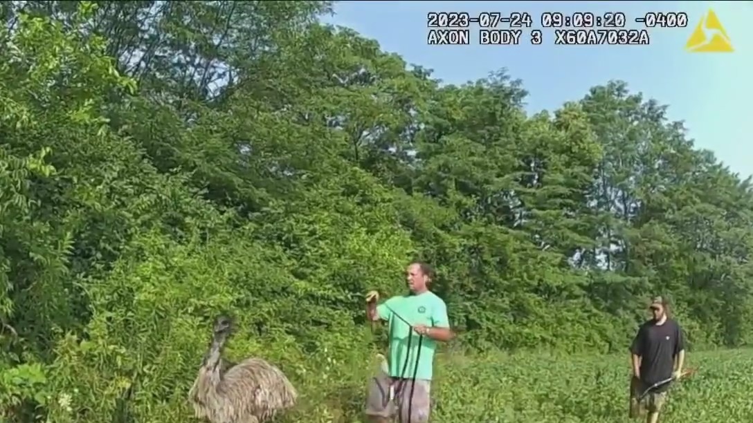 Emu escapes sanctuary, tracked down by police