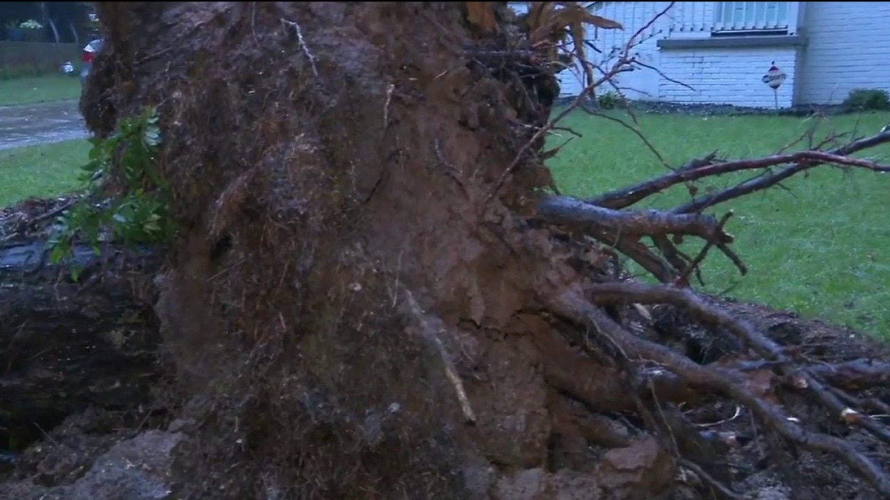 Downed tree blocks East Point road after storm