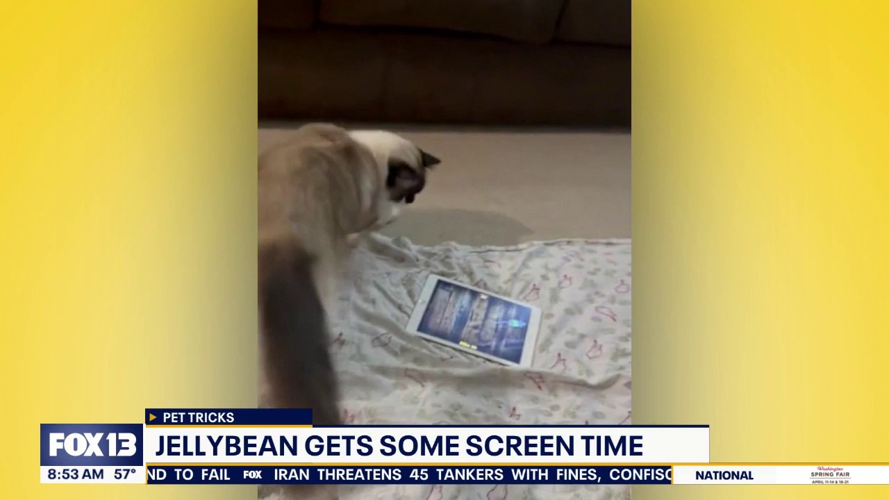 Pet Tricks for Monday, August 24