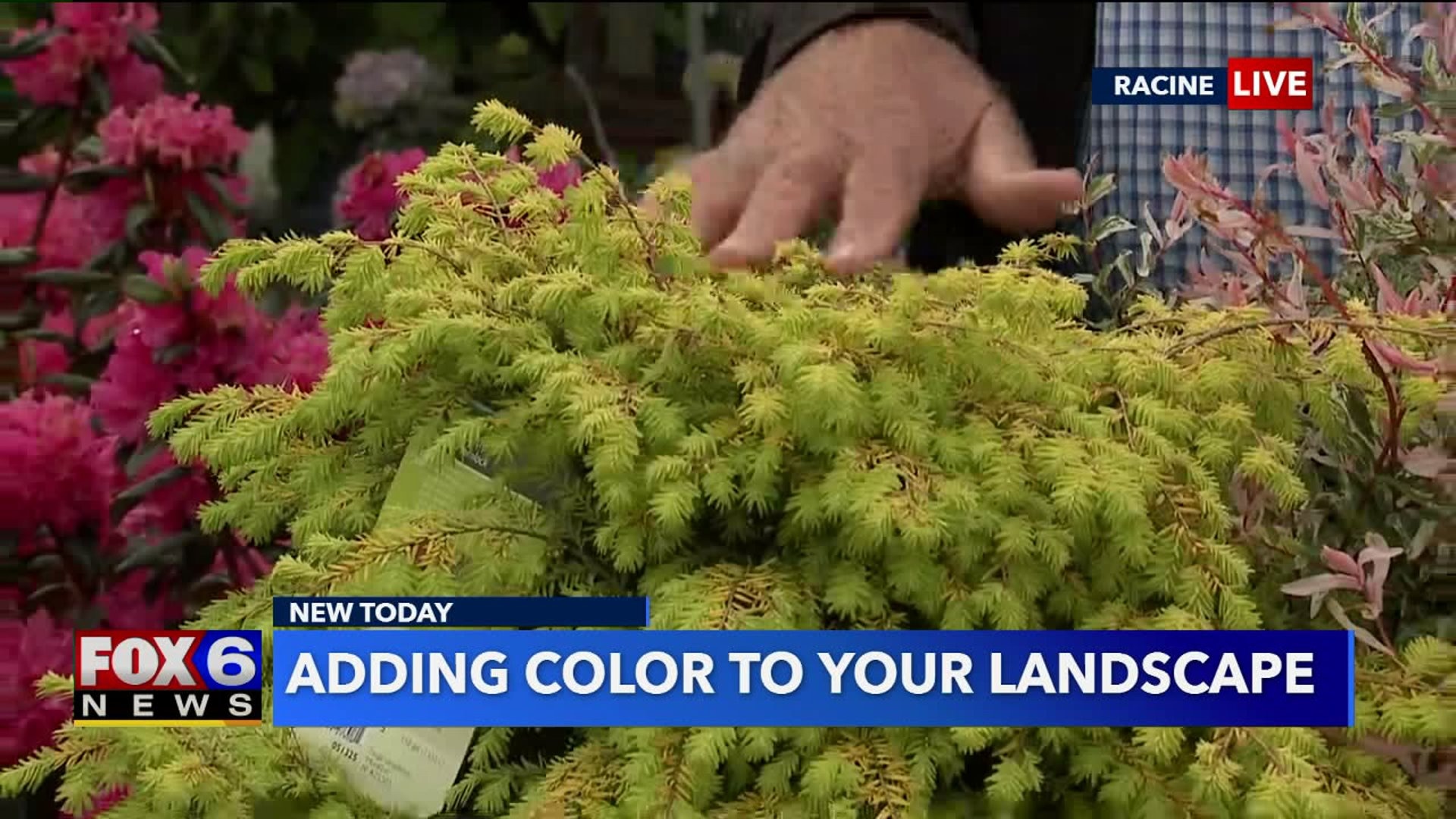 Adding color to your landscape