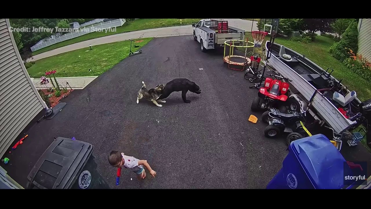 Heroic husky protects child from charging bear
