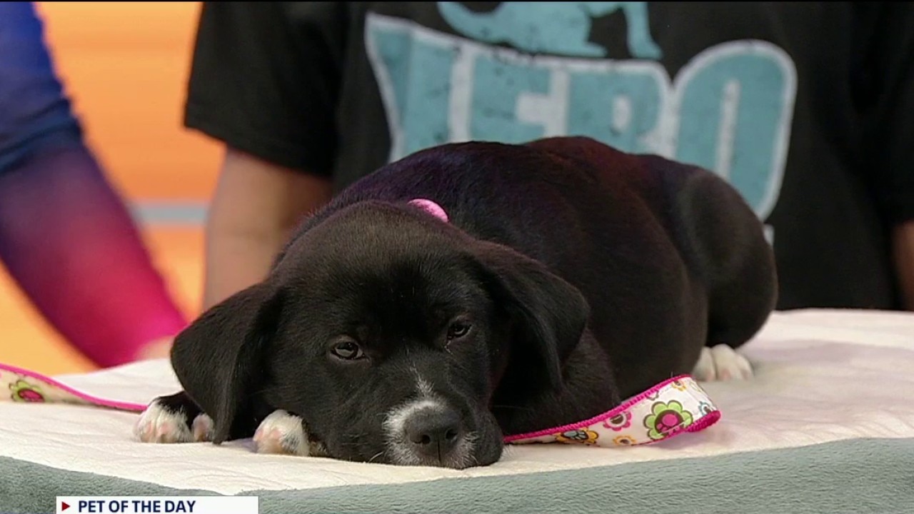 Pet of the day: Bellina