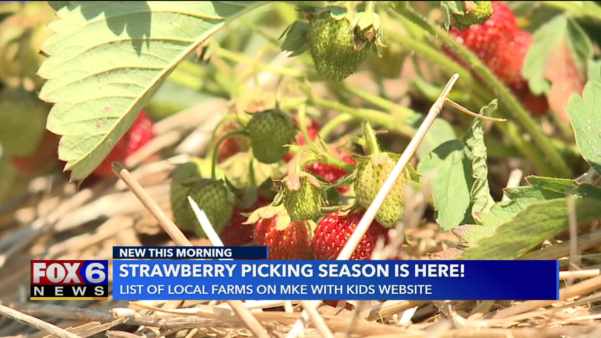 Strawberry picking season is here