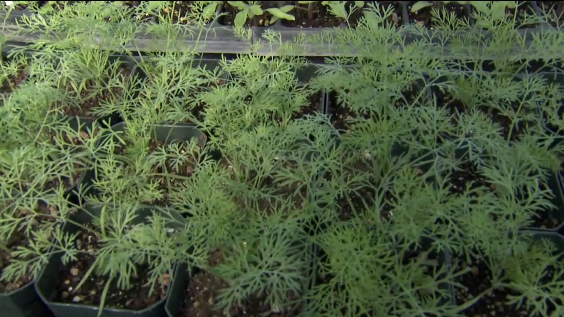 About the farm-fresh food