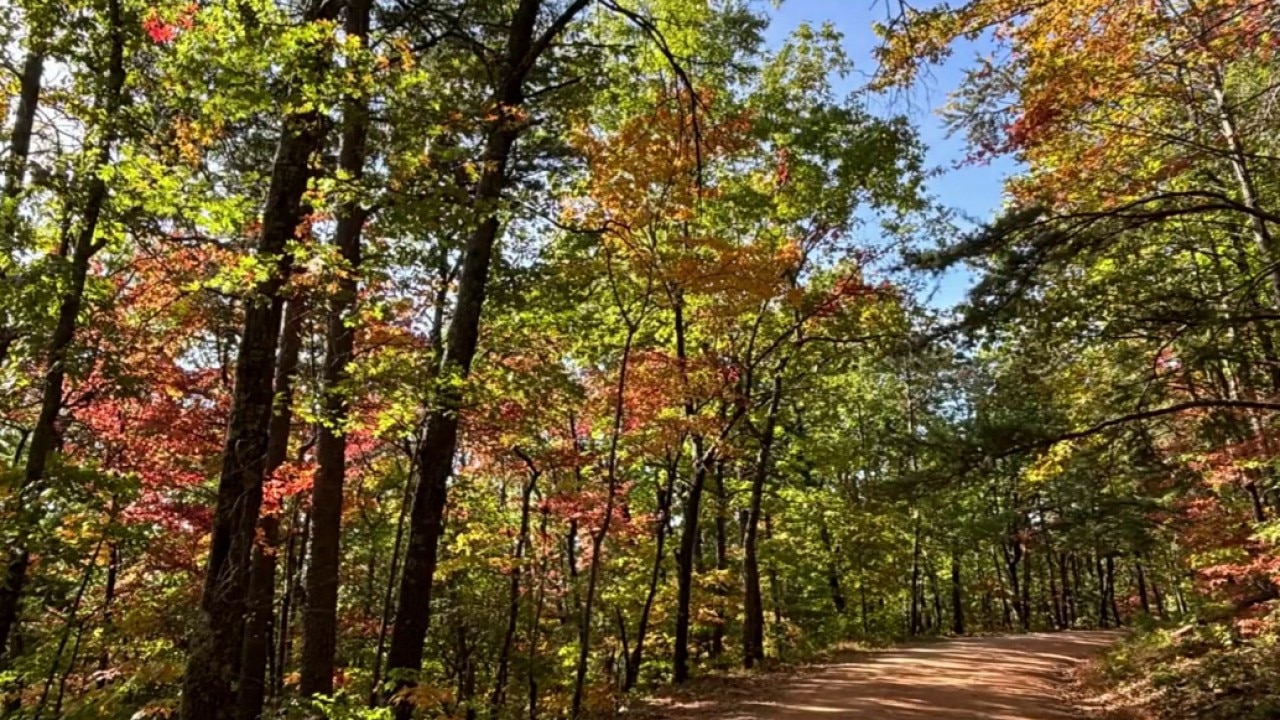 Leaf Watch 2026: Lower elevations at 50%, more in higher