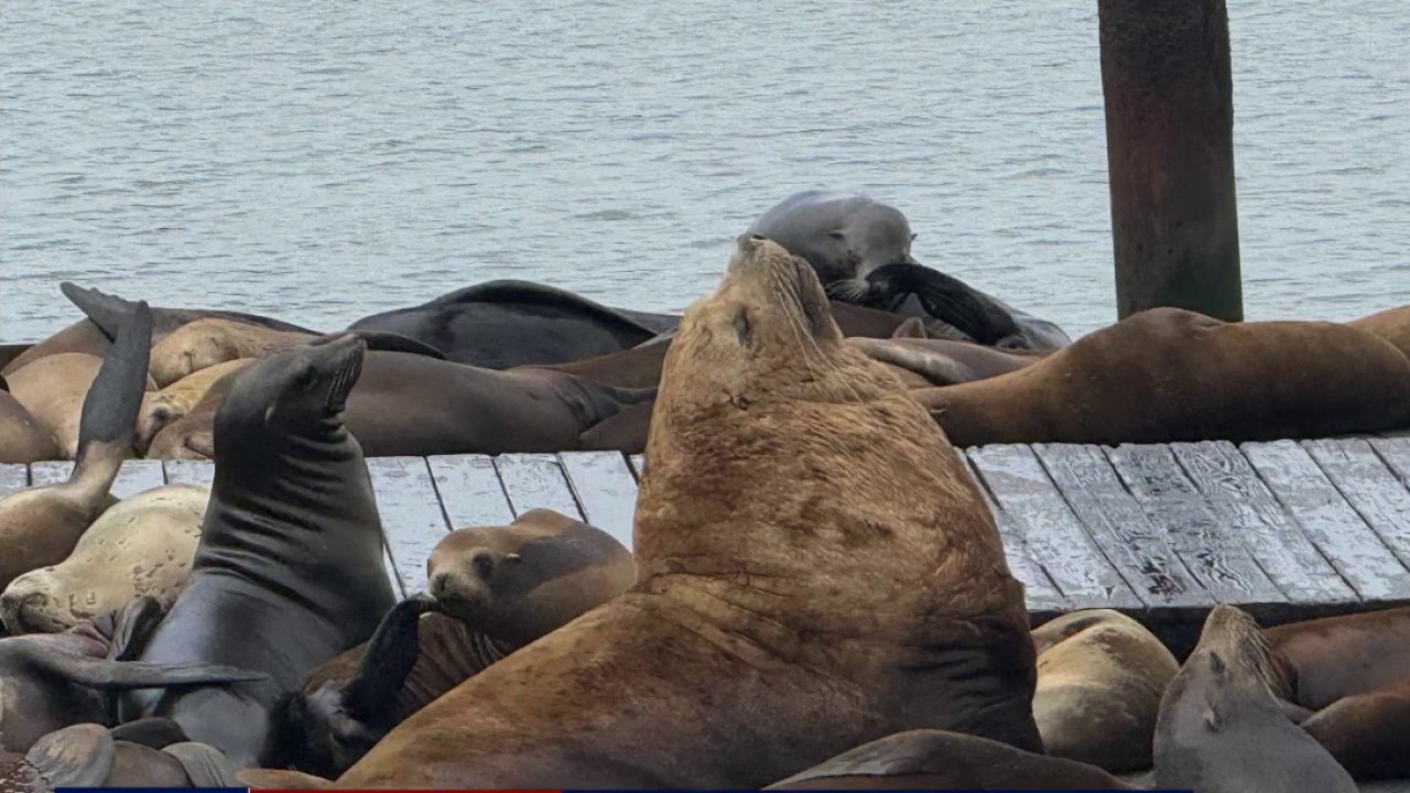 New steller sea lion spotted at Pier 39