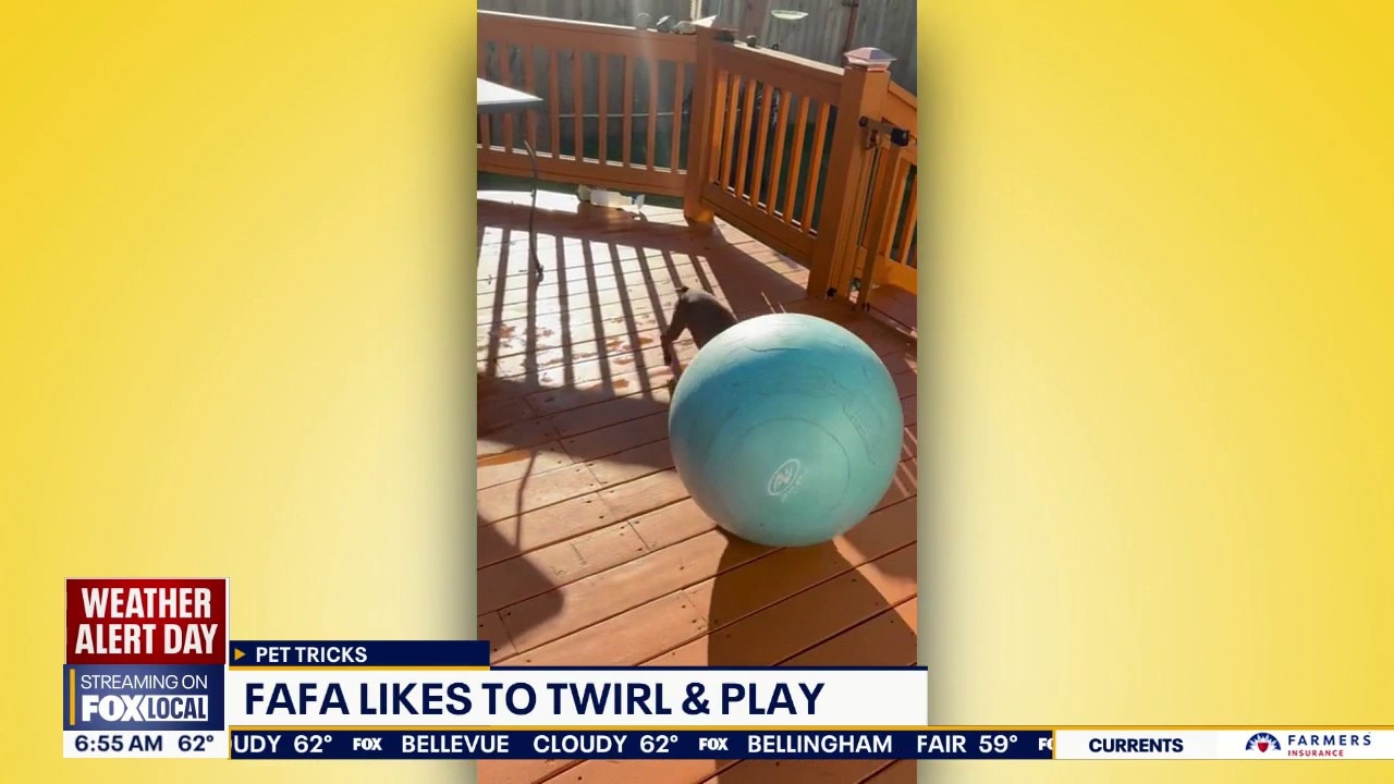 Pet Tricks for Wednesday, June 24