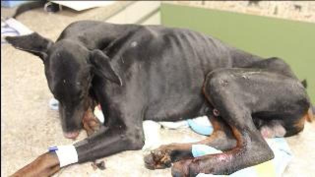 Family says dog may have to be put down after staying at Burlington kennel