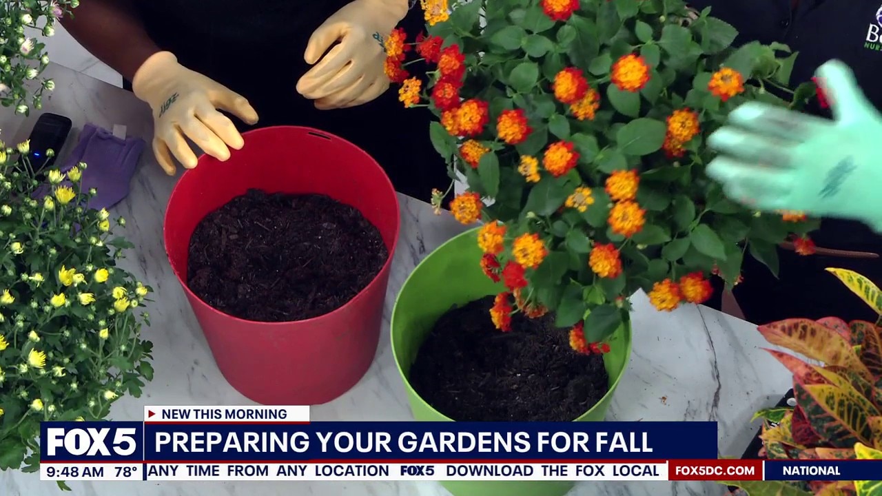 How to Plant Fall Shrubs