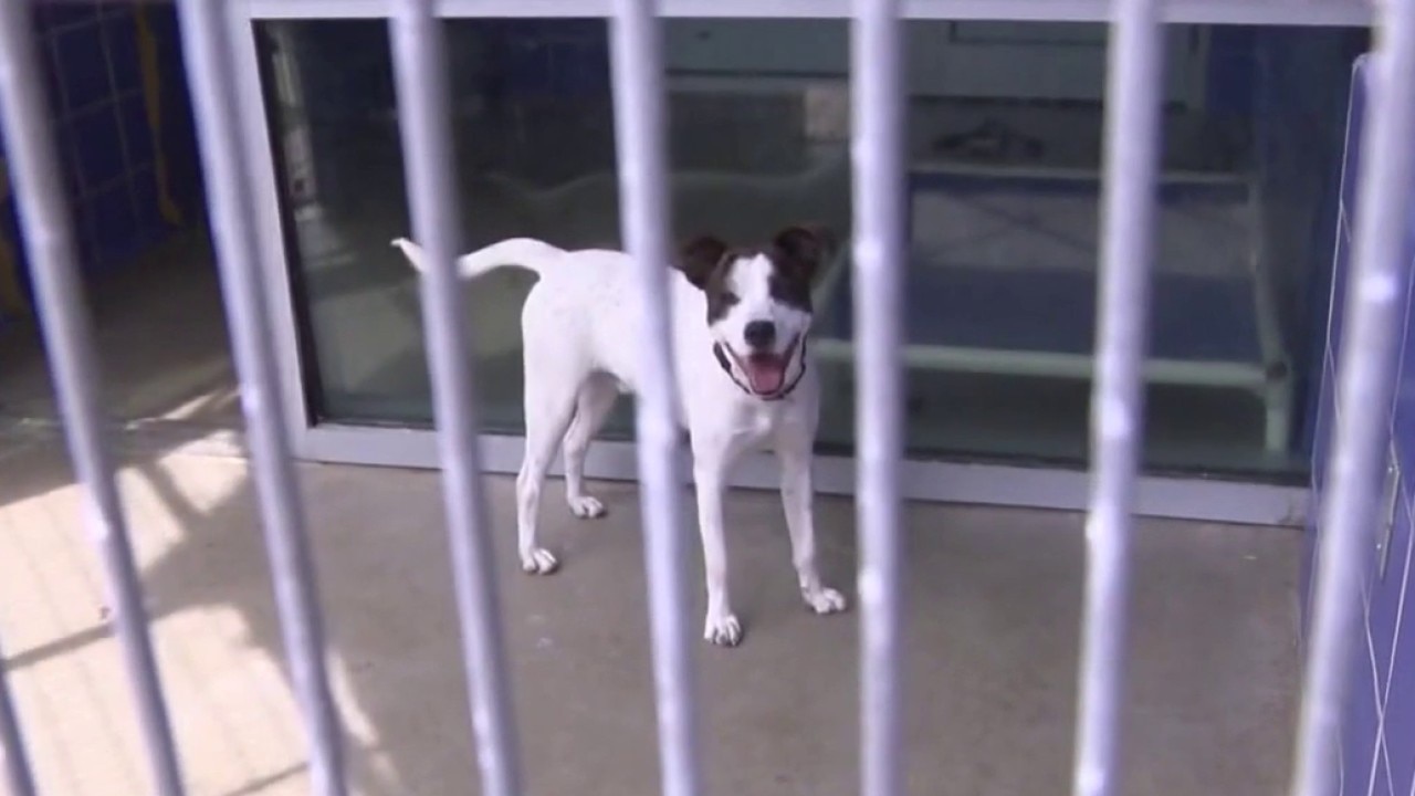Pet safety ahead of July 4th celebration