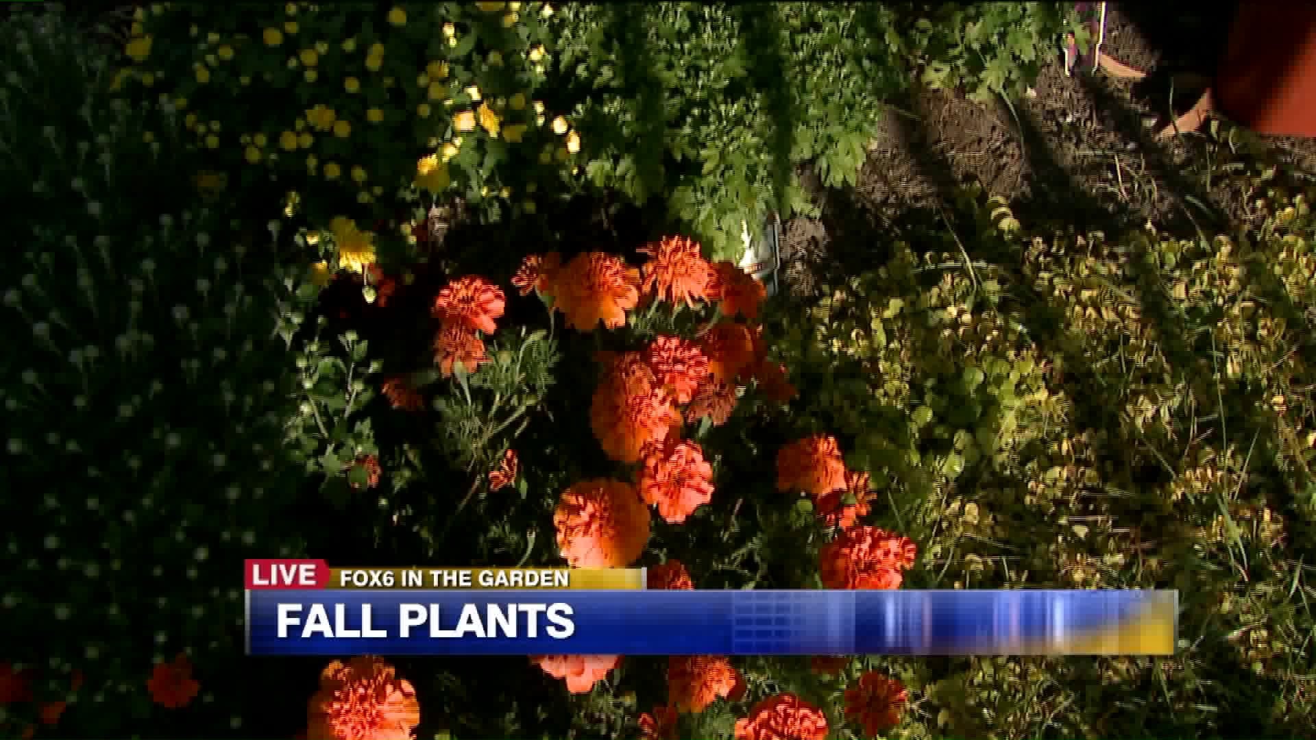 Fall plants