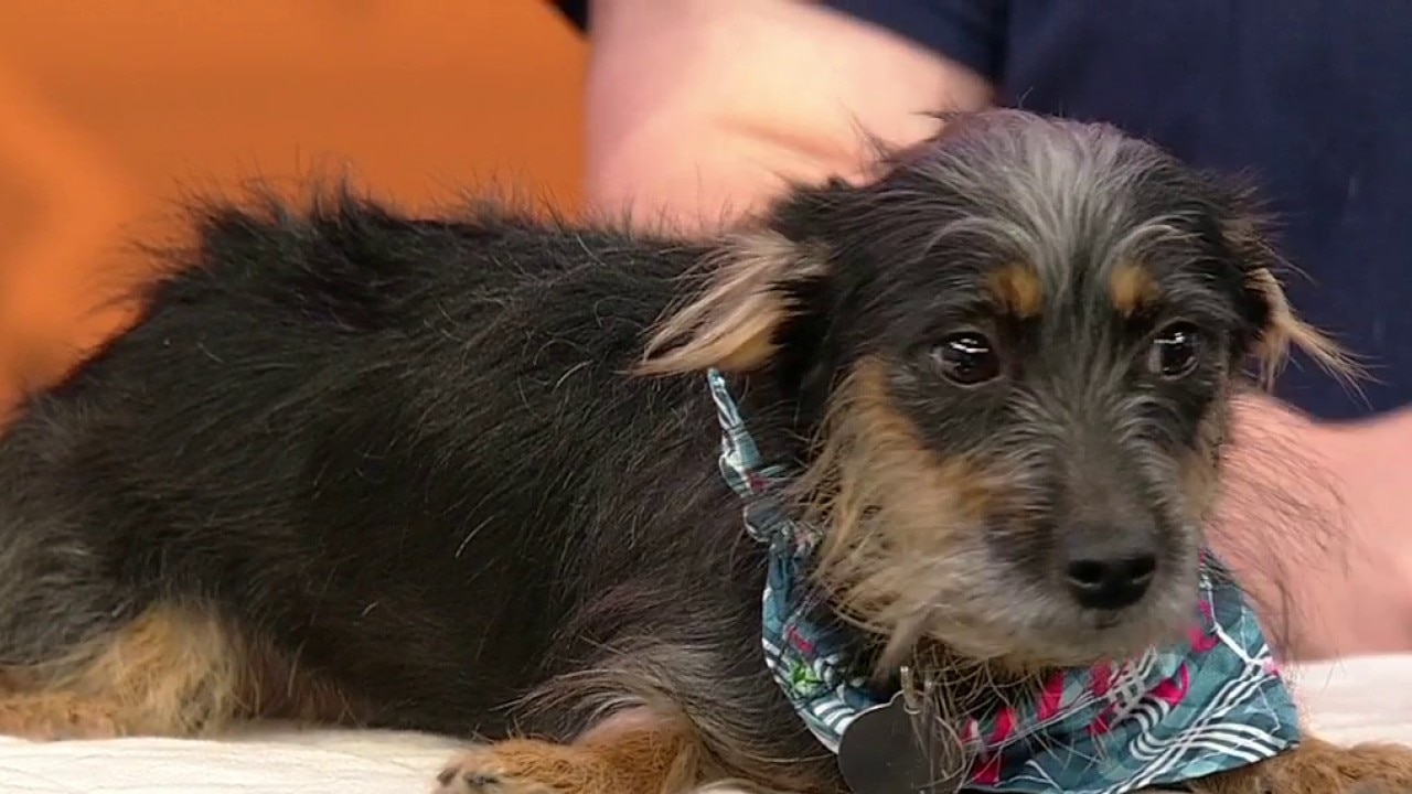 Pet of the day: Alma