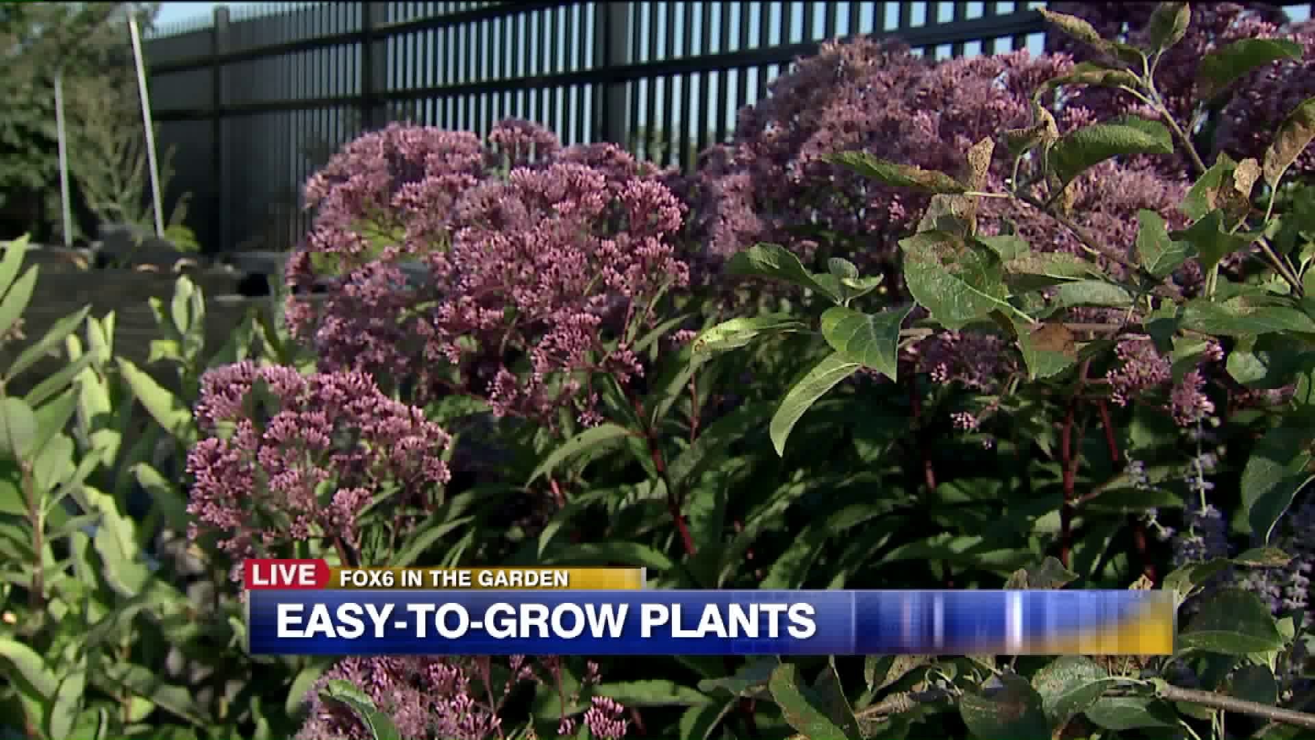 Easy-to-grow plants