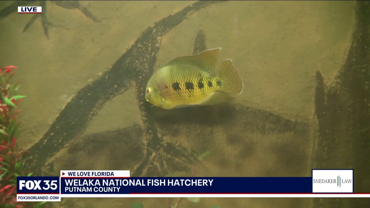 Visiting the Welaka National Fish Hatchery 